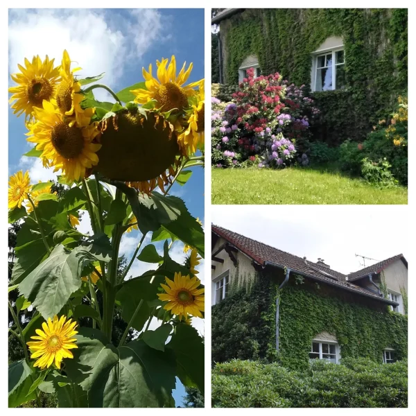Nahaufnahme von Sonnenblumen und zwei Ansichten eines mit grünem Efeu bewachsenen Hauses mit blühenden Blumen im Garten, perfekt für eine Datenschutzerklärung oder datenschutzerklaerung thematische Website.